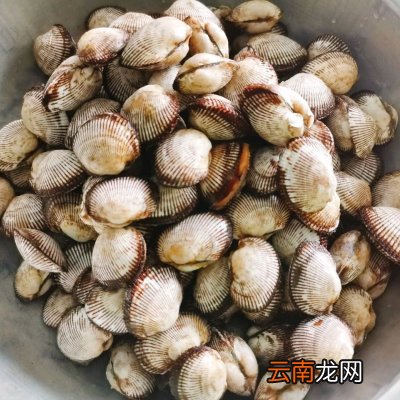清煮毛蚶这么做最好吃 毛蚶的做法