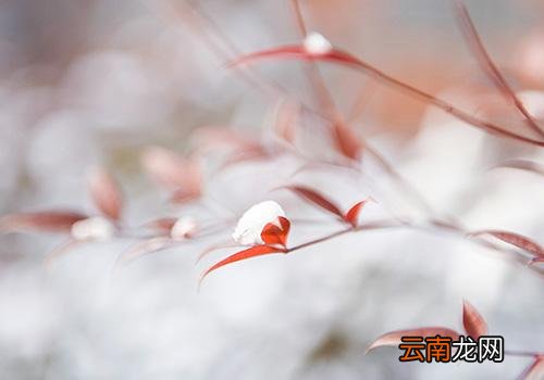 什么时候小雪,小雪节气的天气特点