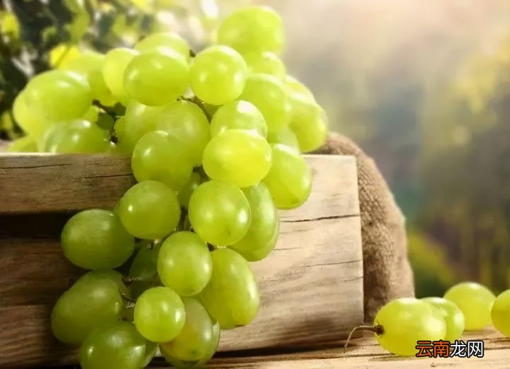 葡萄籽比葡萄果肉的营养值更高 葡萄籽的功效与作用