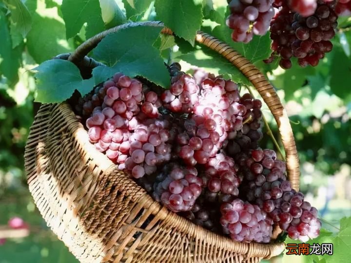 葡萄籽比葡萄果肉的营养值更高 葡萄籽的功效与作用