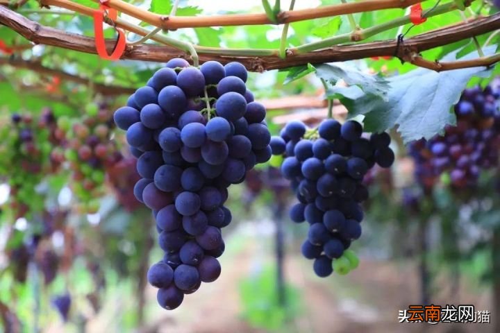 葡萄干有这些好处 葡萄干的功效与作用