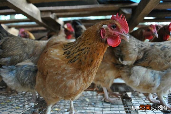海南鸡饭详细做法 海南鸡饭的家常做法