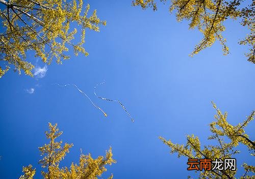 重阳节放风筝什么用途,重阳节放风筝吗