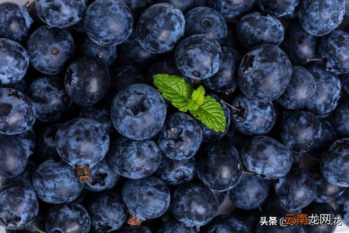 蓝莓的正确清洗方法 蓝莓怎么洗才干净