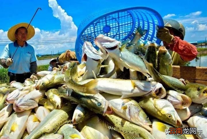 清蒸鱼怎么蒸鲜嫩好吃无腥味 清蒸鲤鱼的做法
