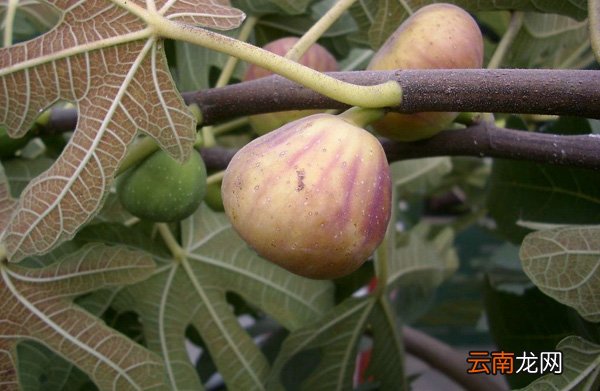 无花果叶子煮水有什么作用 无花果叶的功效与作用