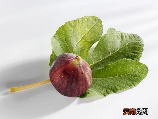 无花果叶子煮水有什么作用 无花果叶的功效与作用
