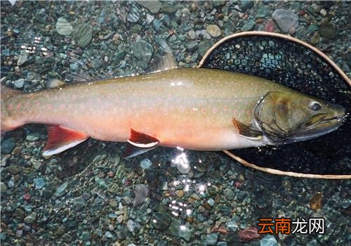 买鱼要注意哪些东西,怎样识别被污染的鱼