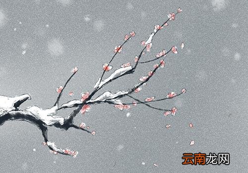 大雪节气有没有下雪,什么节气会下雪