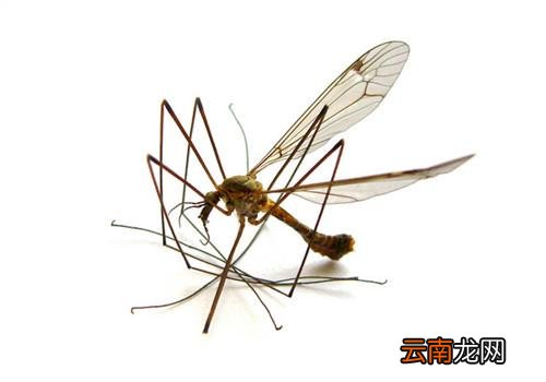 冬天为什么没有蚊子,蚊子咬了怎么止痒最快