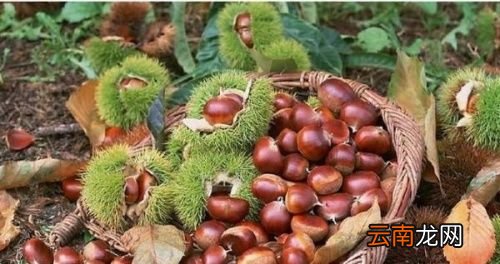 生板栗减肥期间能吃吗