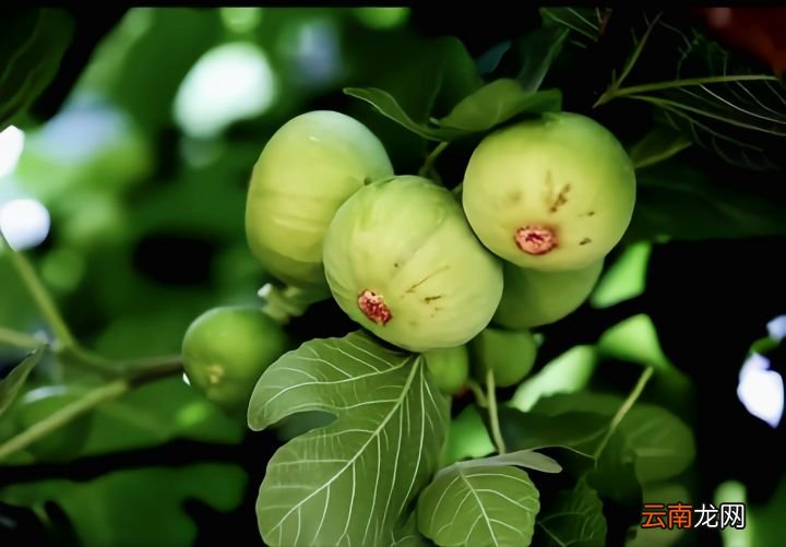 无花果到底有没有花呢 无花果有花吗