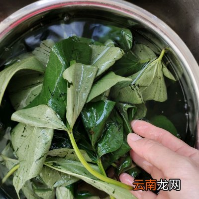 爱心早餐省时做 红薯叶窝窝头怎么做好吃又简单