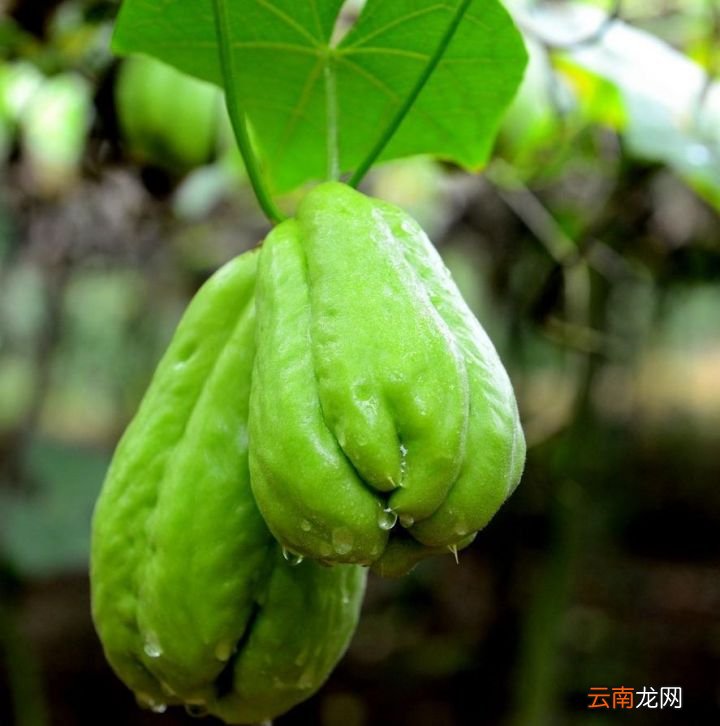 这才是佛手瓜最好吃的做法 佛手瓜怎么做最好吃