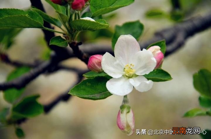 苹果花的养生疗效及搭配 苹果花的功效与作用