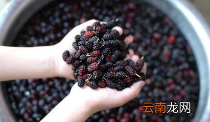 桑葚的适宜人群及食用禁忌 桑葚的功效与作用禁忌