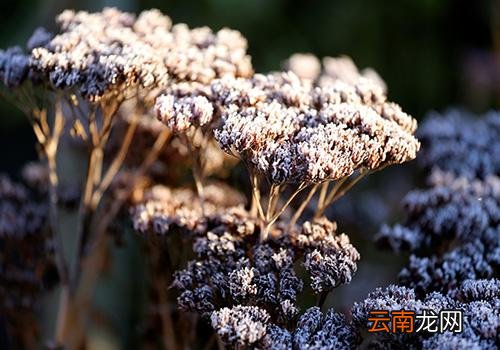 霜降穿什么衣服,霜降北方地区冷吗