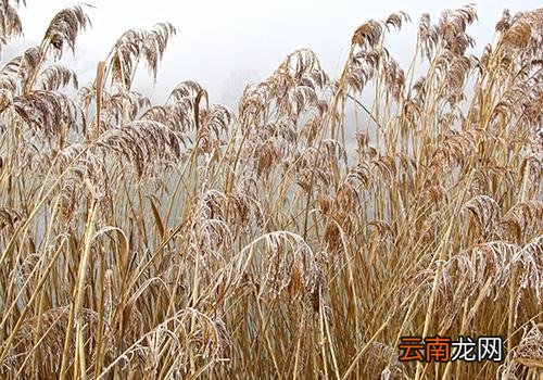 霜降穿什么衣服,霜降北方地区冷吗