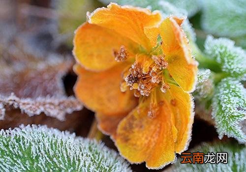 霜降穿什么衣服,霜降北方地区冷吗