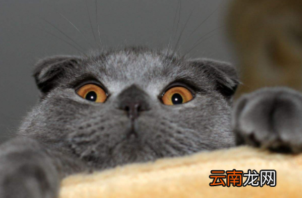 猫咪吐毛球要吐几天-猫咪吐毛球之后是不是会影响食欲