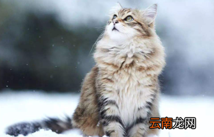 猫咪吐毛球要吐几天-猫咪吐毛球之后是不是会影响食欲