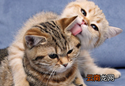 猫咪吐毛球要吐几天-猫咪吐毛球之后是不是会影响食欲