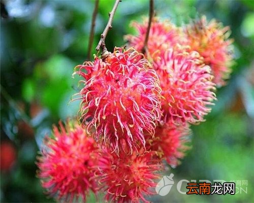红毛丹有什么食用功效 孕妇可以吃红毛丹吗