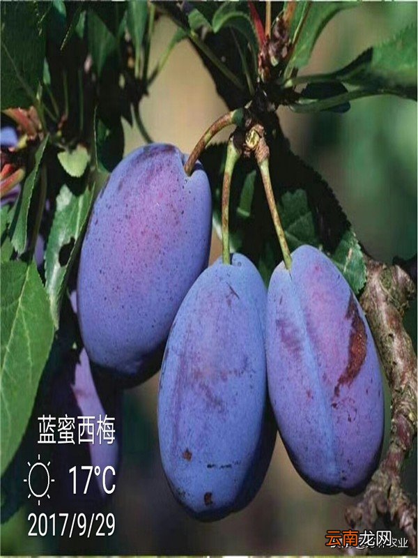 西梅与李子有什么不同 西梅和李子有啥区别