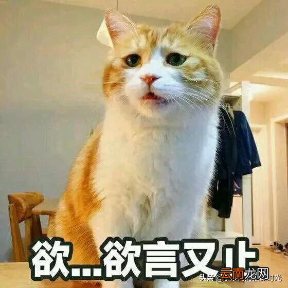 好喝的猪肚鸡汤怎么做 猪肚鸡汤怎么煲才好喝