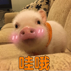 好喝的猪肚鸡汤怎么做 猪肚鸡汤怎么煲才好喝