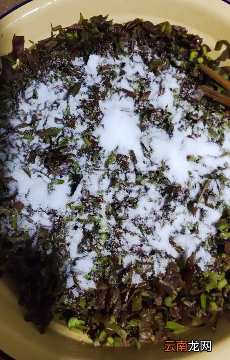 香椿芽最原始的腌制 怎样腌香椿