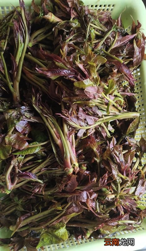 香椿芽最原始的腌制 怎样腌香椿