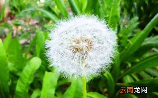 蒲公英的功效 能够消热解毒消痛散结