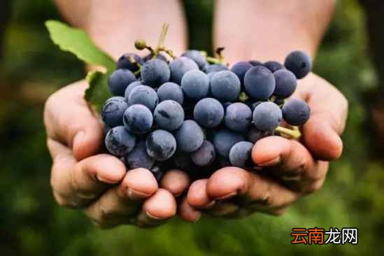 水果怎么吃最养生 老中医来教你吧