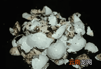 快速剥鹌鹑蛋的方法 这么剥鹌鹑蛋又快又完整
