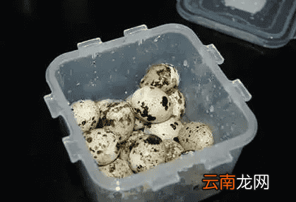 快速剥鹌鹑蛋的方法 这么剥鹌鹑蛋又快又完整
