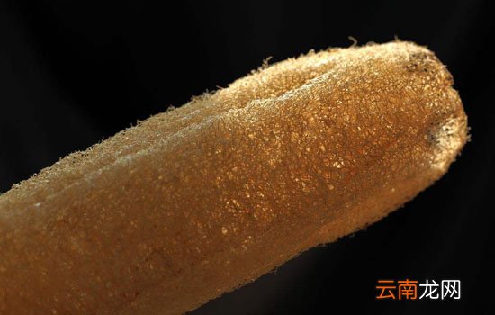 丝瓜瓤是一个什么结构 丝瓜瓤清洁效用和其结构有关