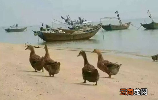 海鸭蛋和咸鸭蛋的区别 海鸭蛋价格高于普通鸭蛋