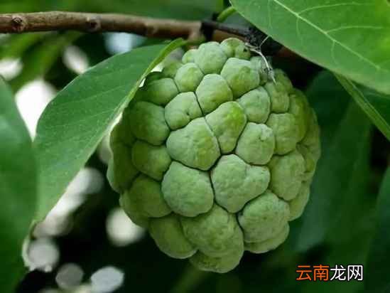 少见的水果名字和图片 这些名字少见的水果你吃过吗