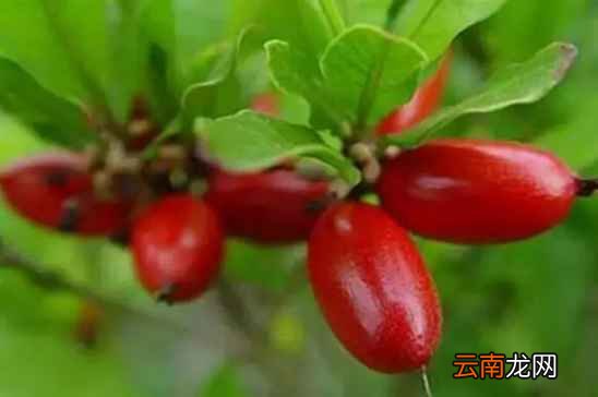 少见的水果名字和图片 这些名字少见的水果你吃过吗