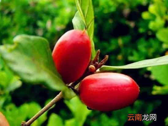少见的水果名字和图片 这些名字少见的水果你吃过吗