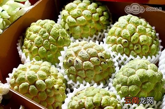 少见的水果名字和图片 这些名字少见的水果你吃过吗
