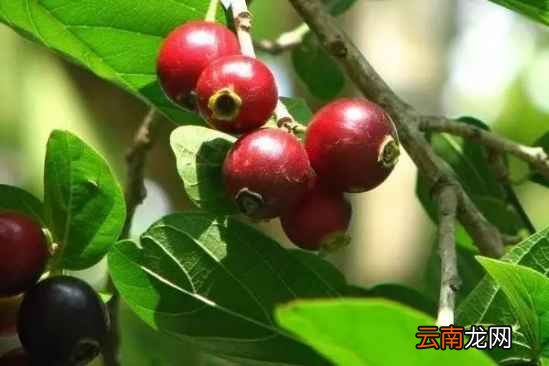 少见的水果名字和图片 这些名字少见的水果你吃过吗