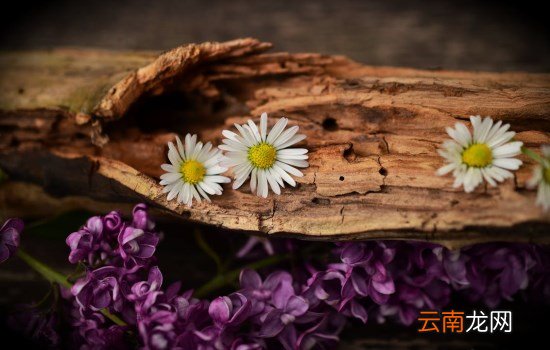 祛湿效果最好的方法 祛湿效果最好的四种茶叶