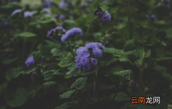 祛湿效果最好的方法 祛湿效果最好的四种茶叶