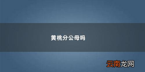 黄桃鹦鹉怎么分辨公母视频 黄桃分公母吗