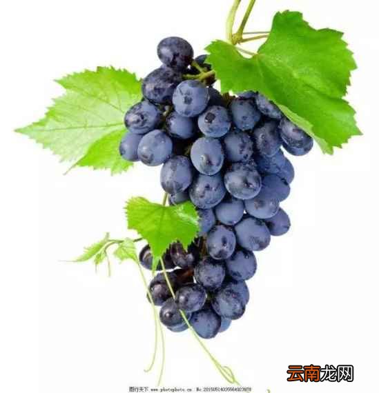 酒精肝适合吃什么水果 这五种非常合适