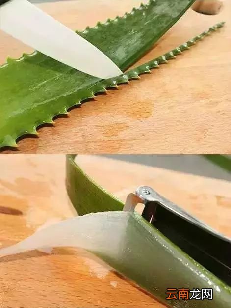 芦荟有什么作用和功效 它全身上下都是宝哟