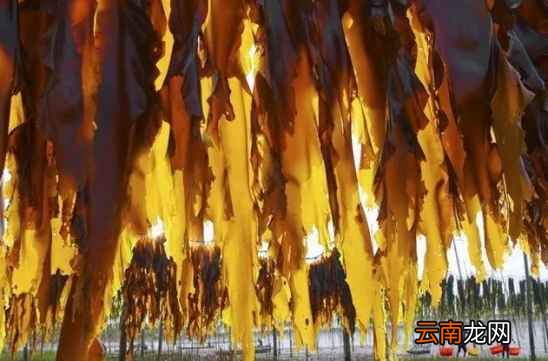 海带吃了有什么好处 它可是高血压高血脂克星哟