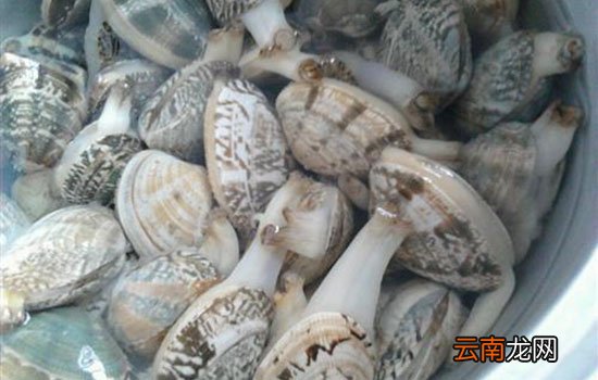 花甲不开口是不是死了 花甲不开口可以吃吗